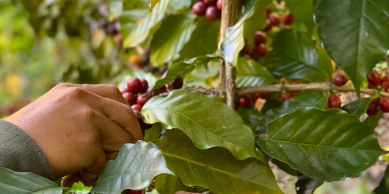 Pink Headed Duck Coffee